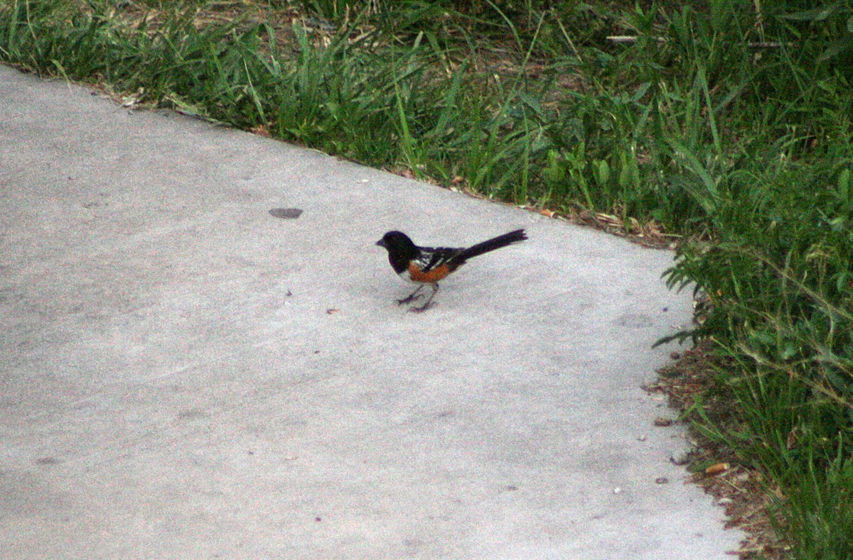 Spotted Towhee - ML400526731