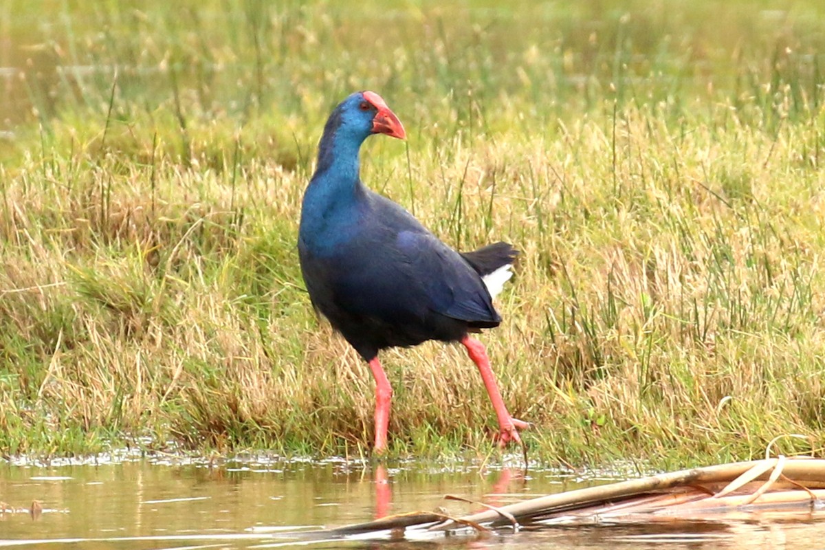 Western Swamphen - Miguel Angel Bean