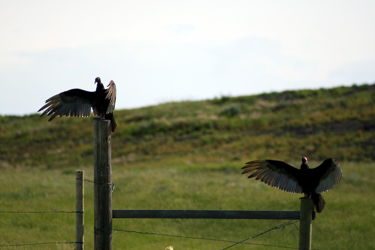 Turkey Vulture - ML400529931