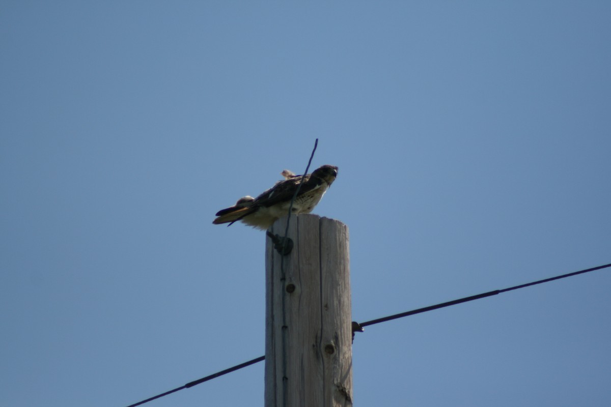 Red-tailed Hawk - Richard Dunn