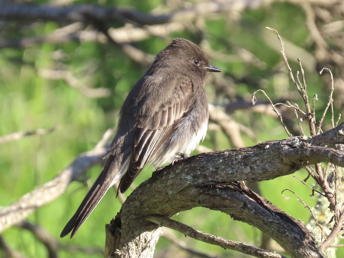 Black Phoebe - ML400531931