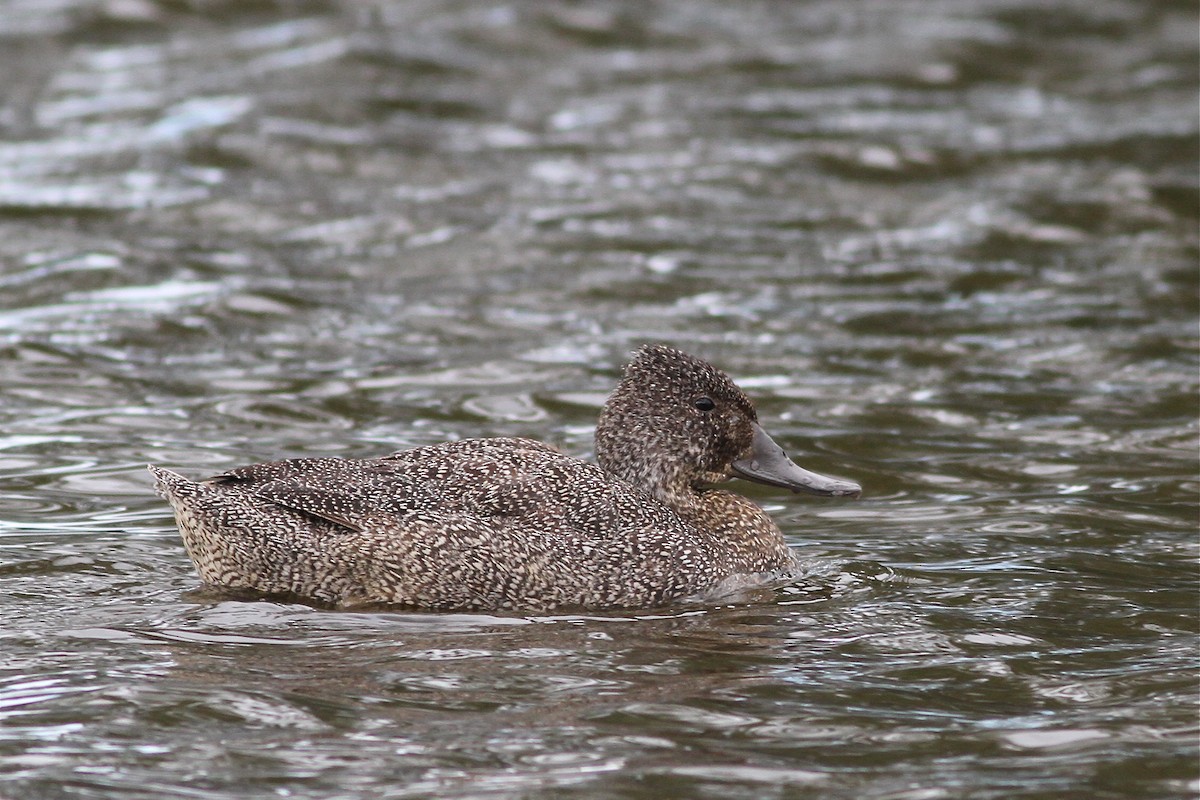 Freckled Duck - Chris Wiley