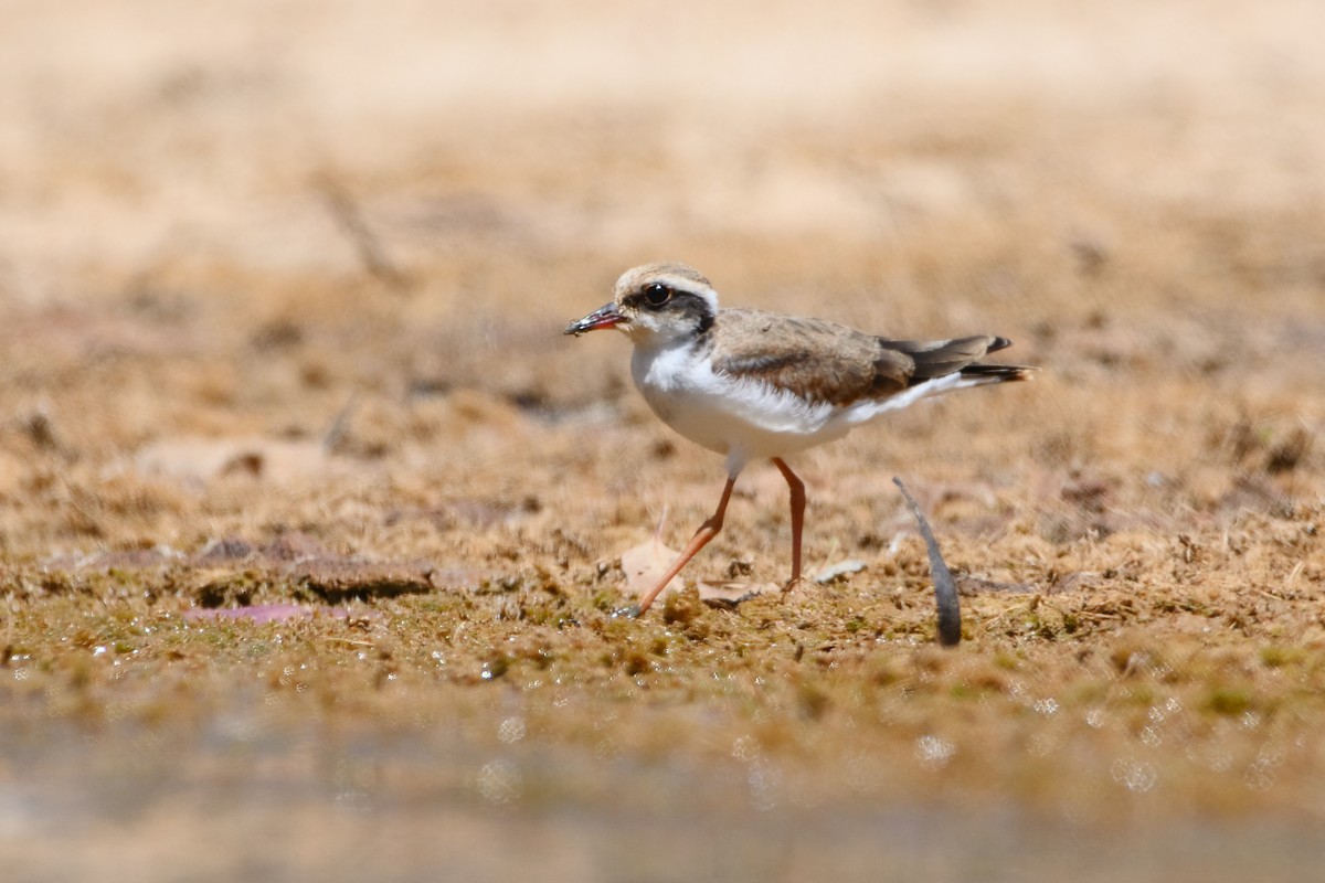 Black-fronted Dotterel - ML400532561