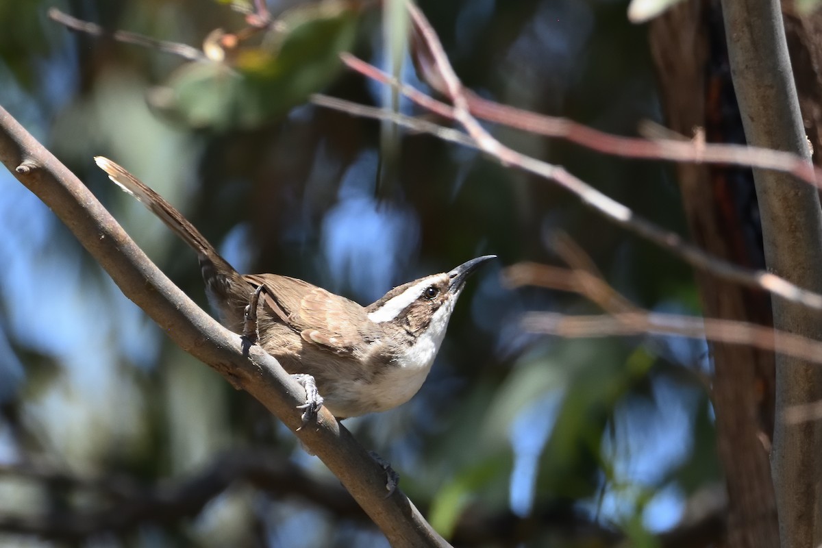 White-browed Babbler - ML400532651