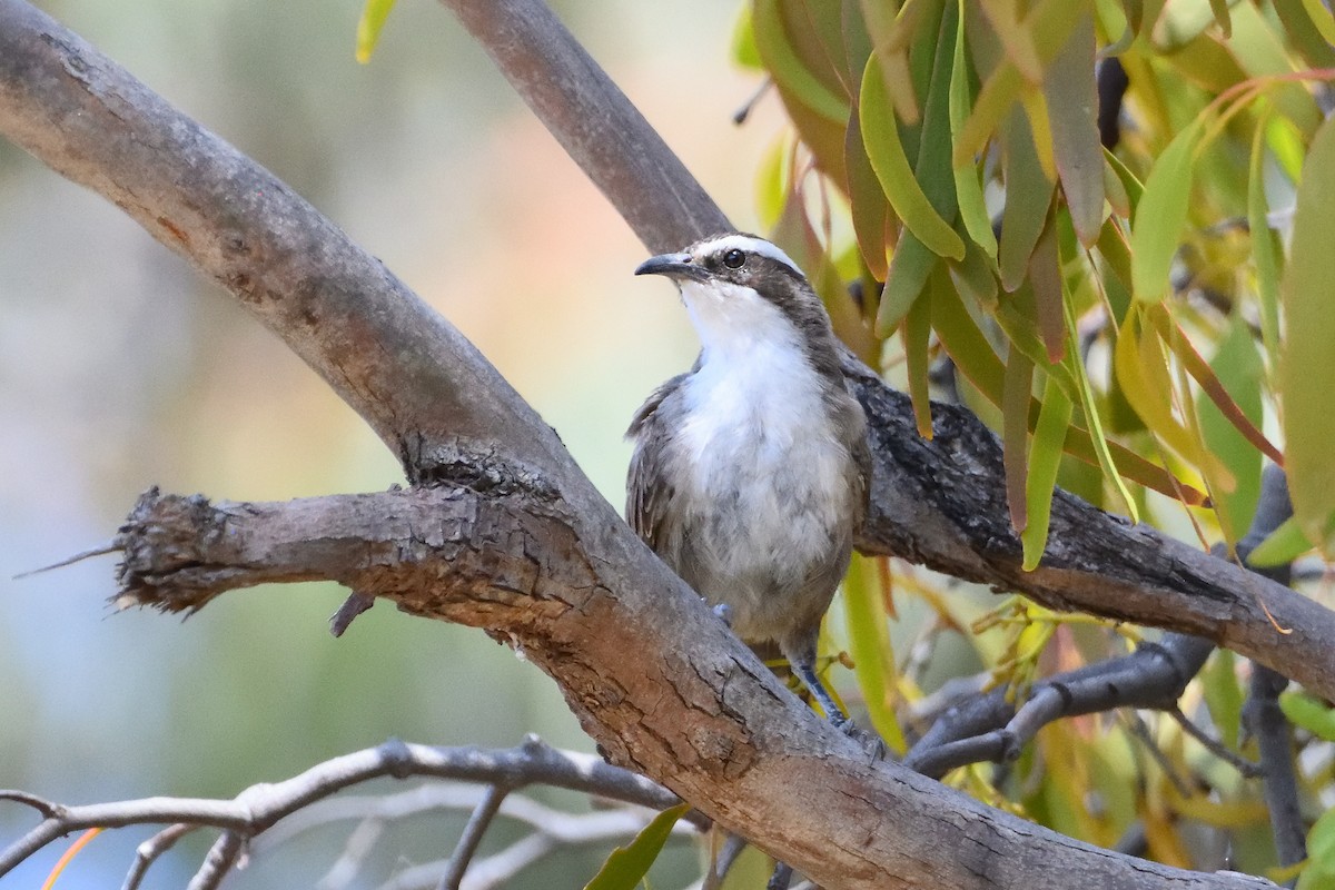 White-browed Babbler - ML400532671