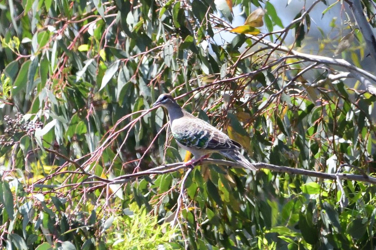 Common Bronzewing - ML400532691