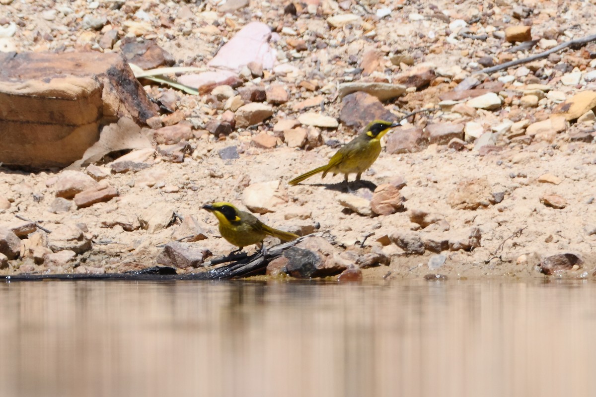Yellow-tufted Honeyeater - ML400532731