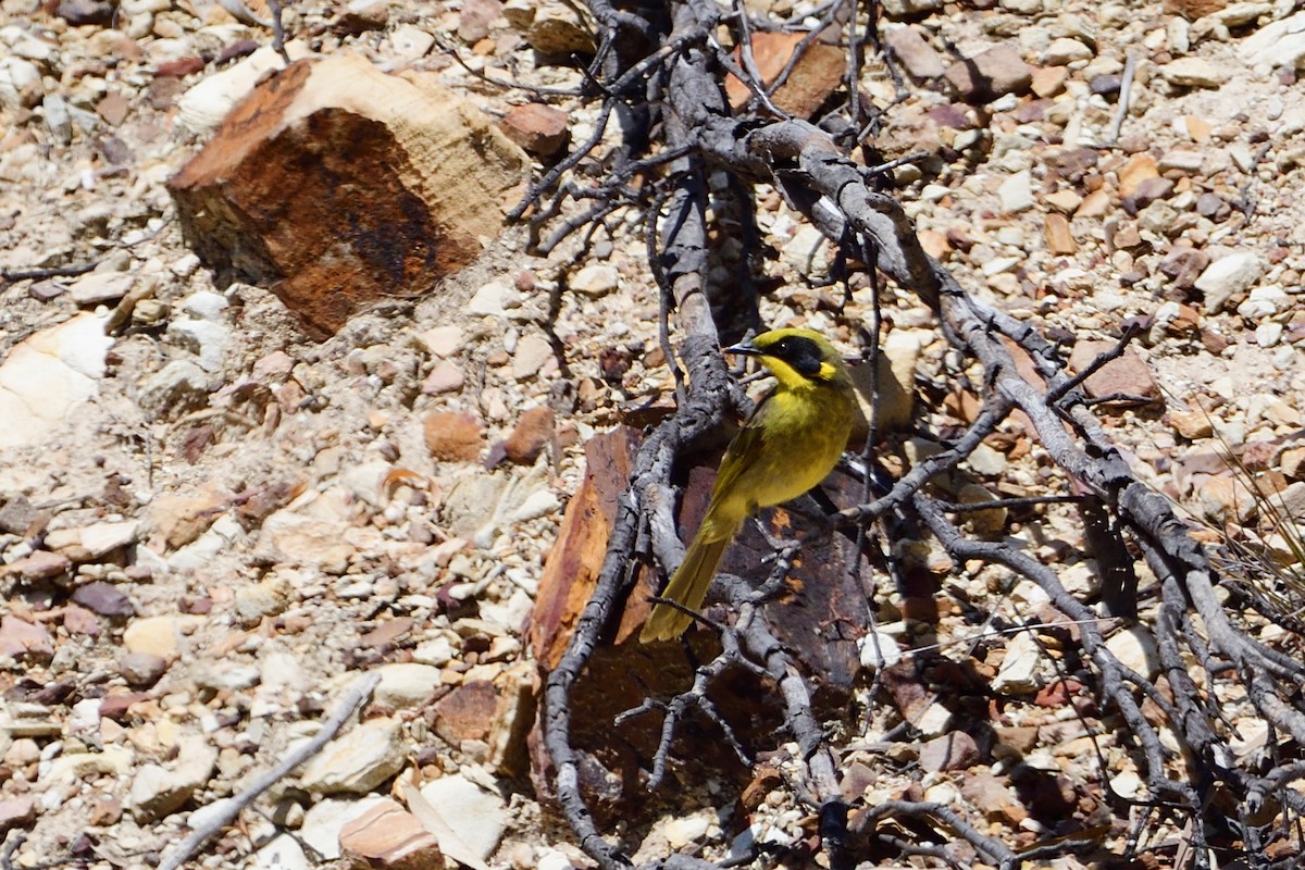 Yellow-tufted Honeyeater - ML400532741
