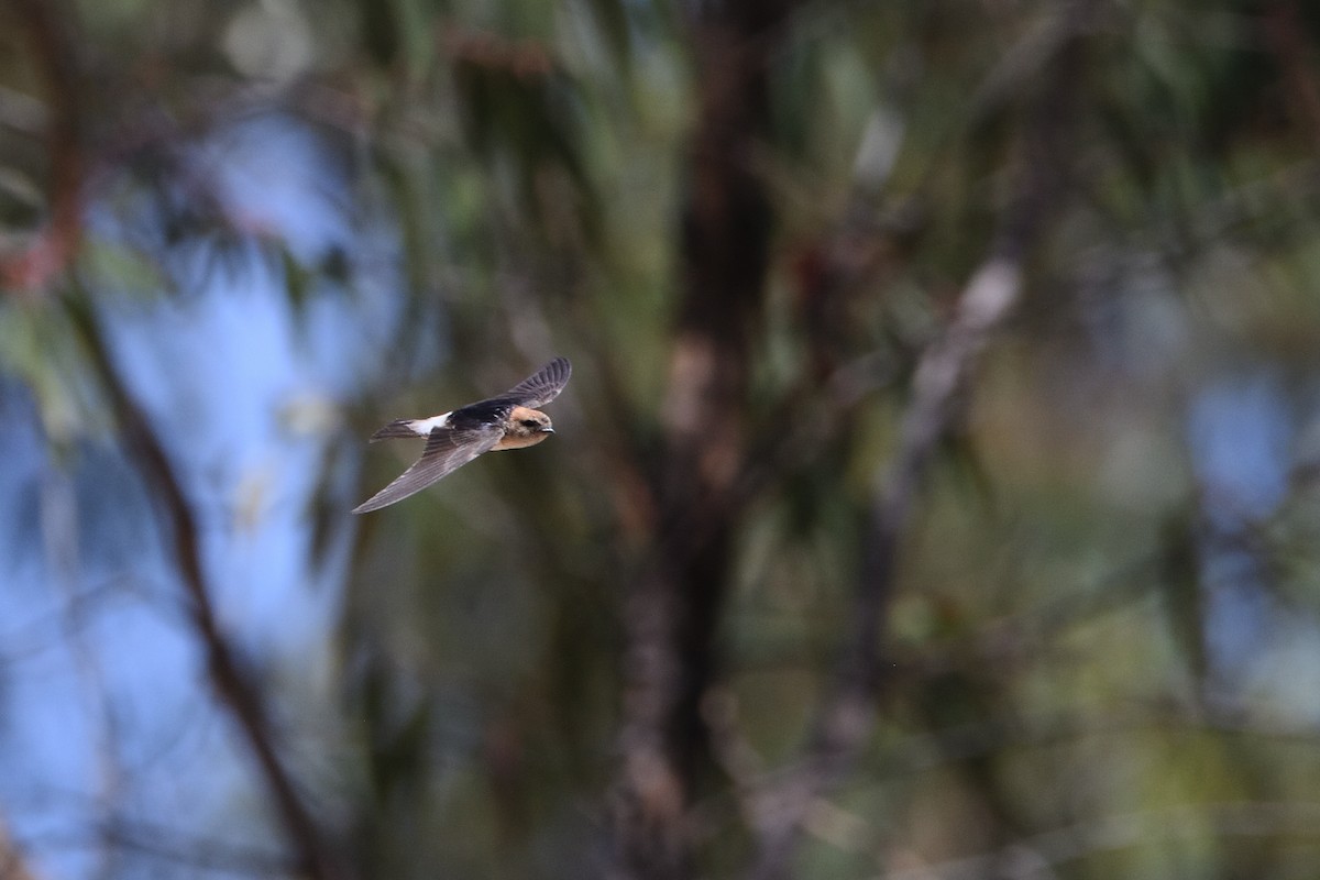 Fairy Martin - ML400532821