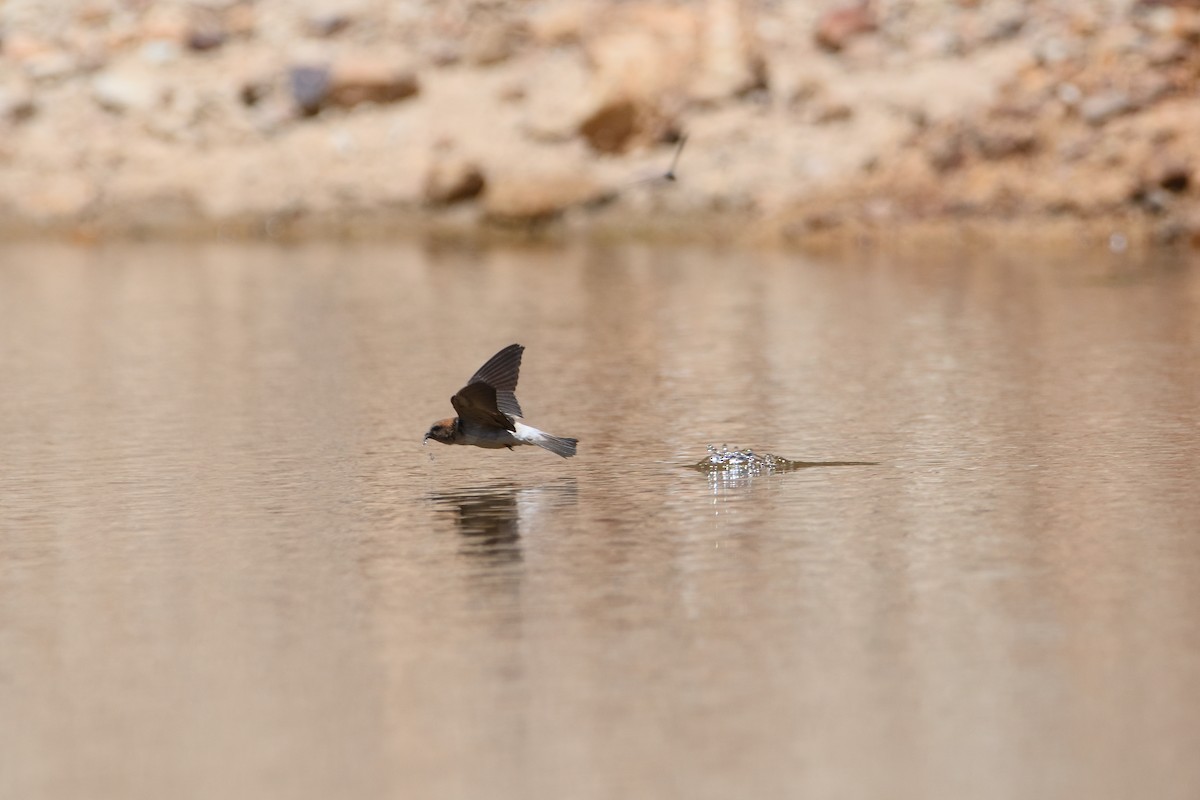 Fairy Martin - ML400532851