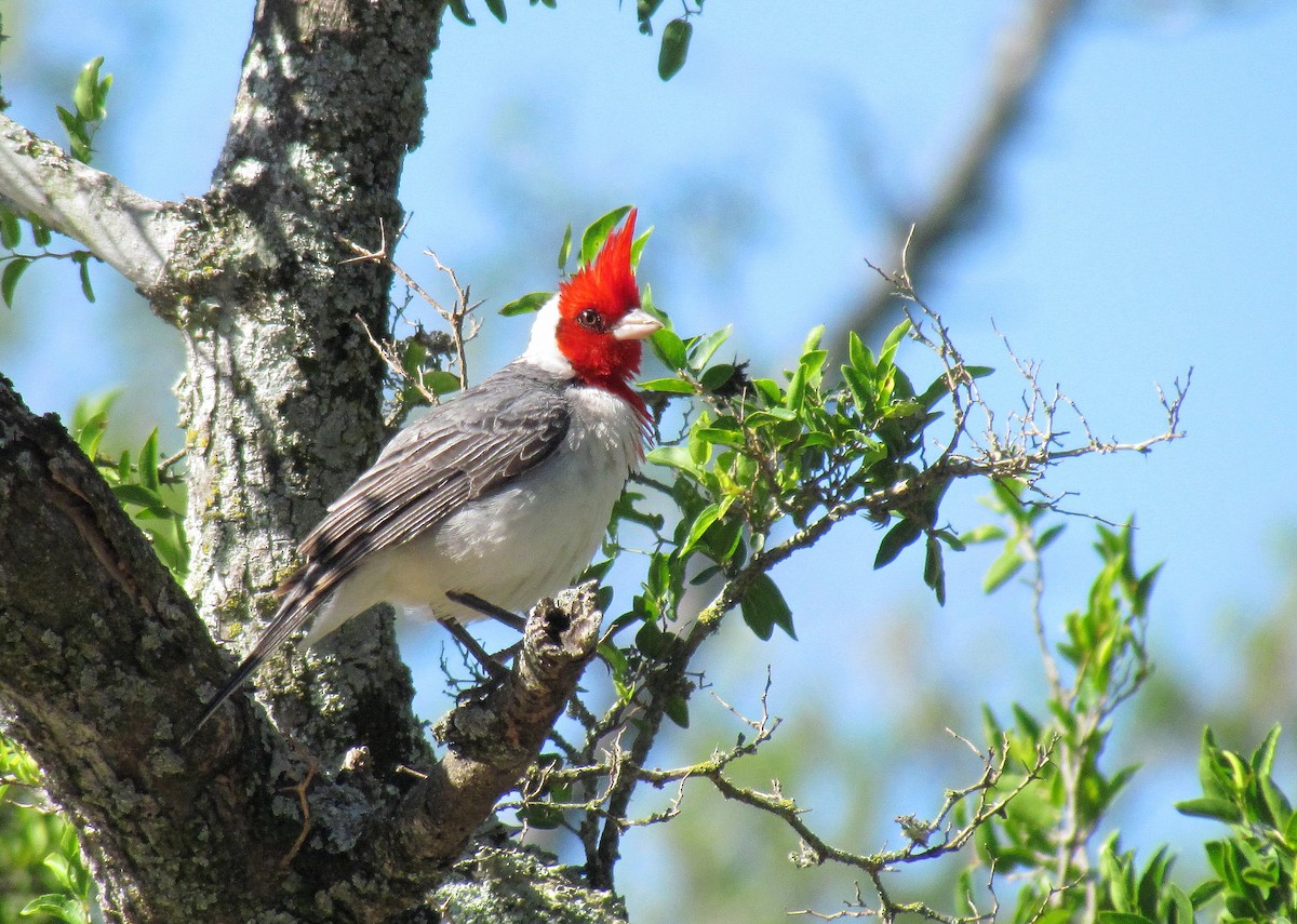 Red-crested Cardinal - ML400534301