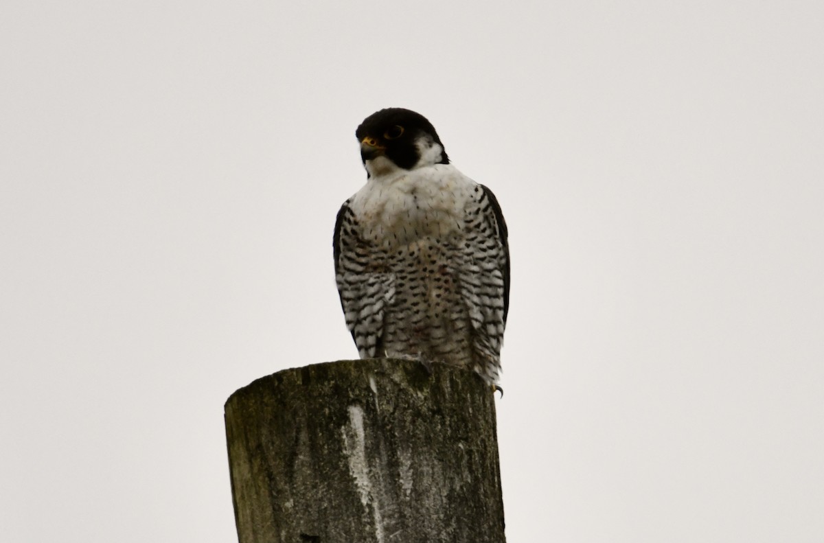 Peregrine Falcon - Peter Ferrera