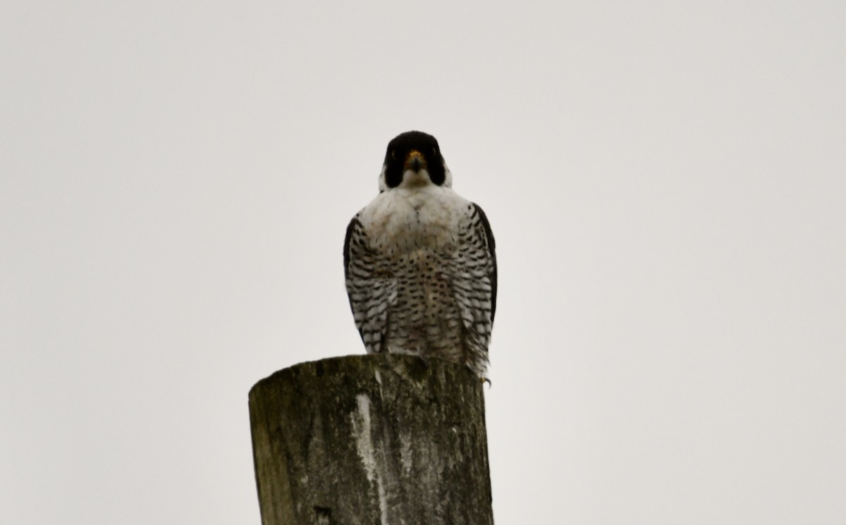 Peregrine Falcon - ML400536441