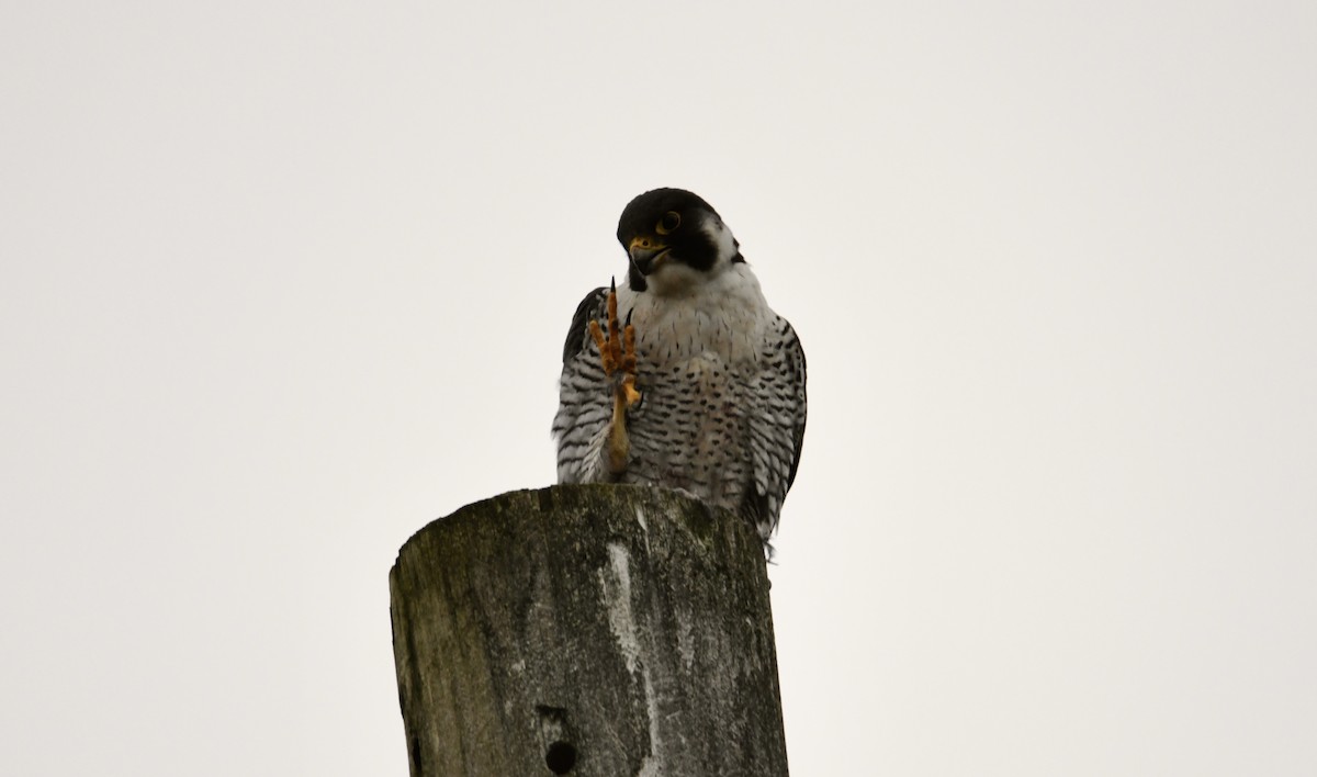 Peregrine Falcon - ML400536491