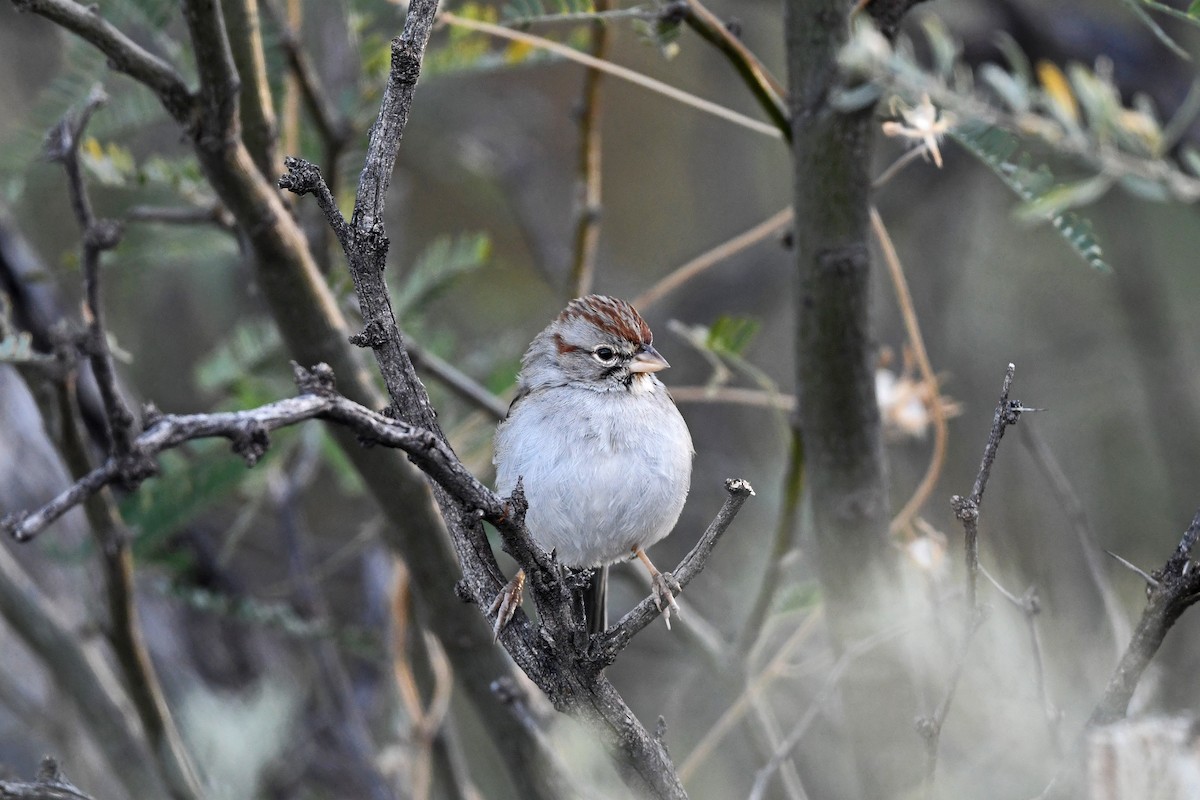 Rufous-winged Sparrow - Brian Henderson