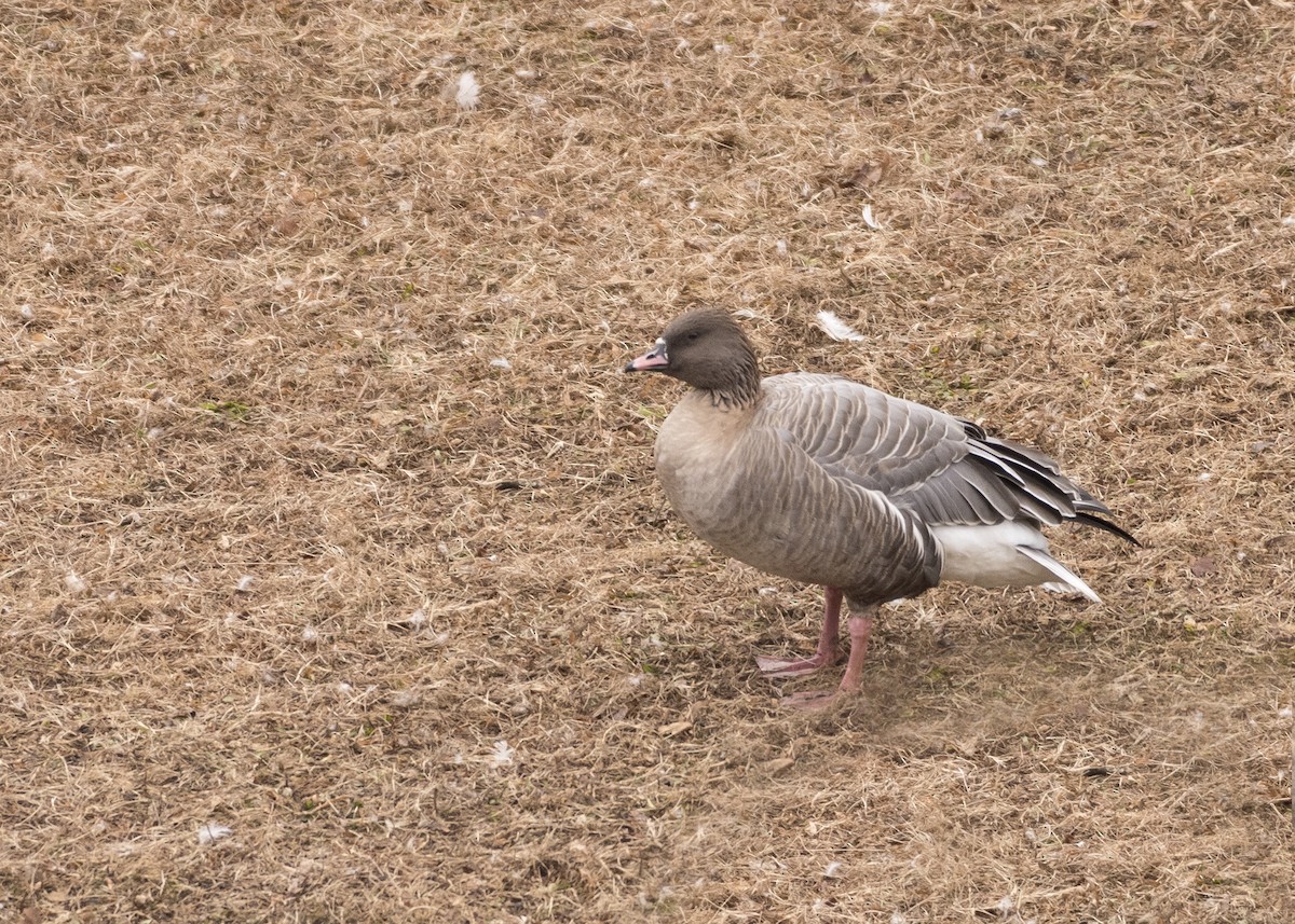 Pink-footed Goose - Anonymous