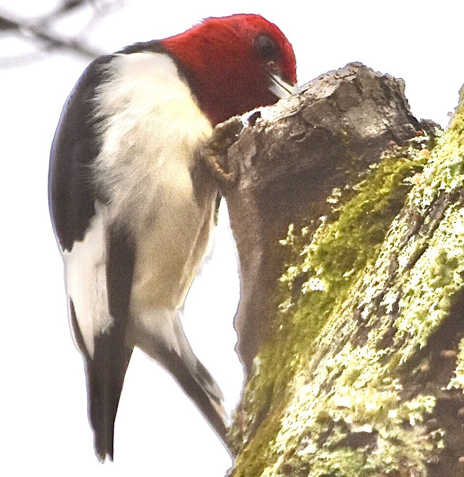 Red-headed Woodpecker - ML400539611
