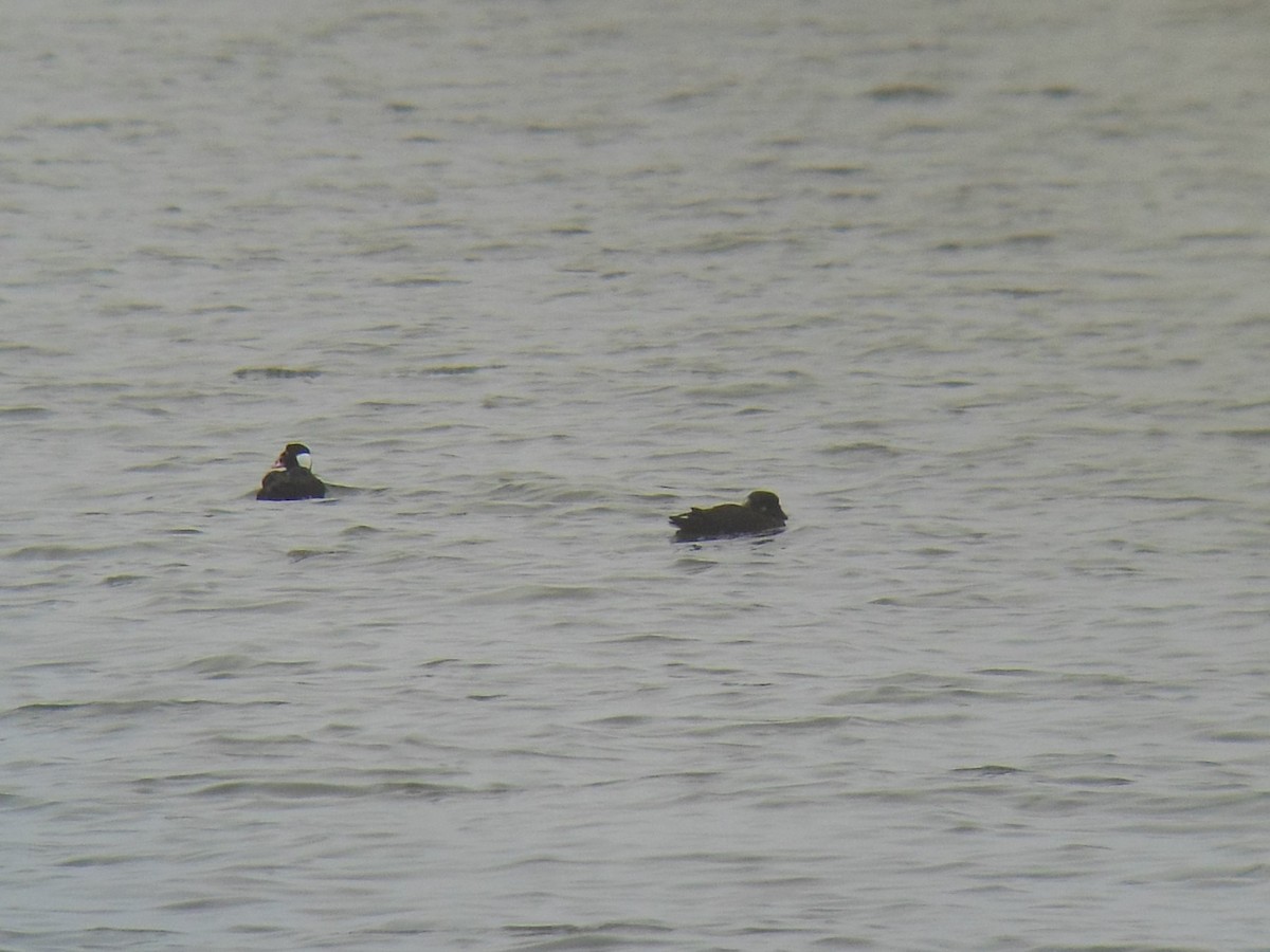 Surf Scoter - ML400539731