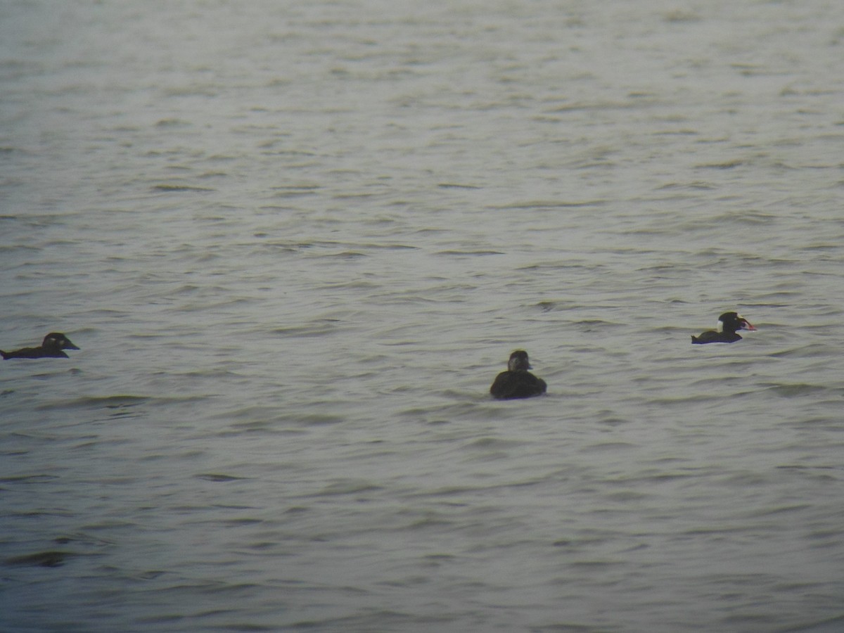 Surf Scoter - ML400539741