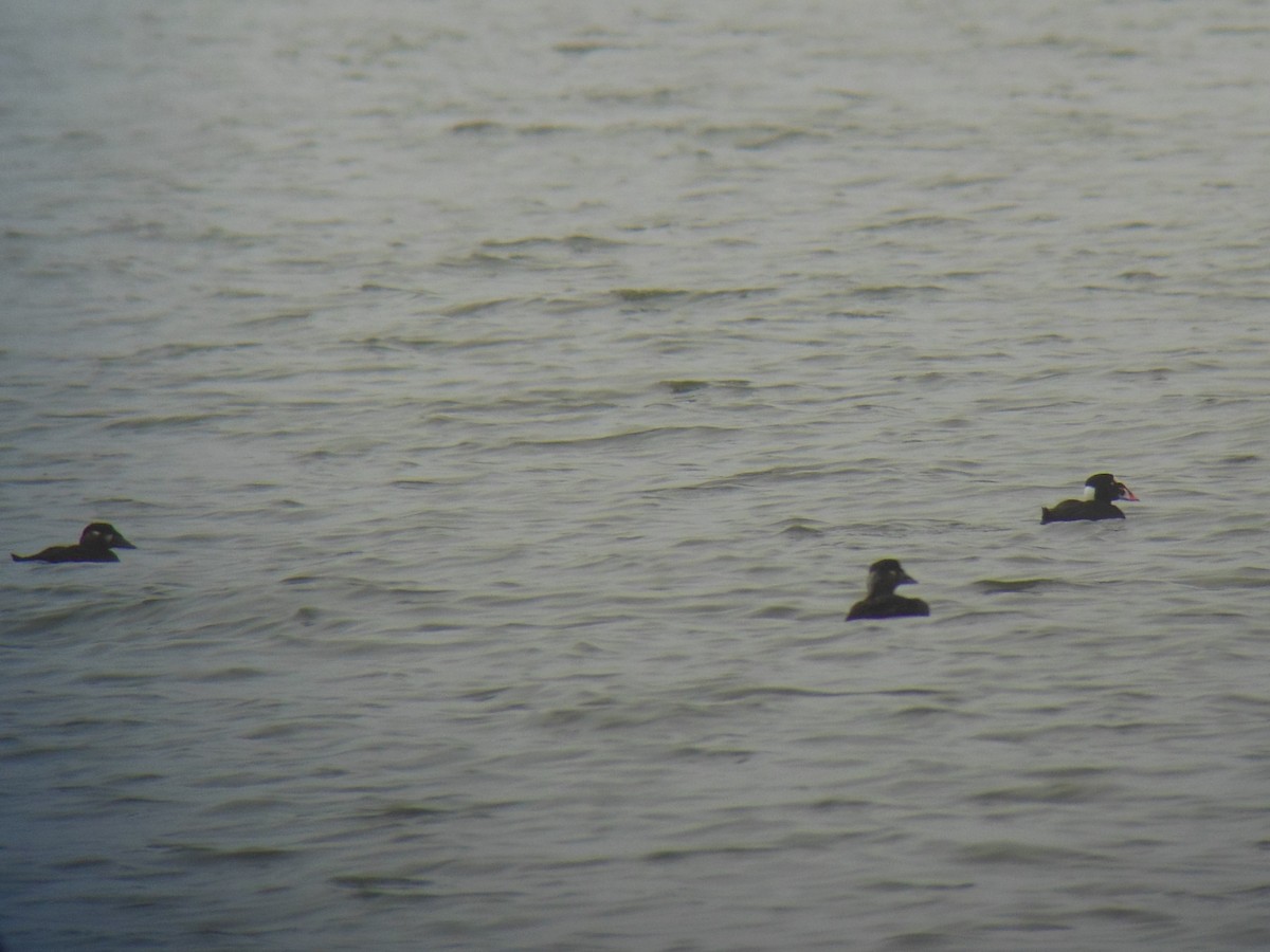 Surf Scoter - ML400539751