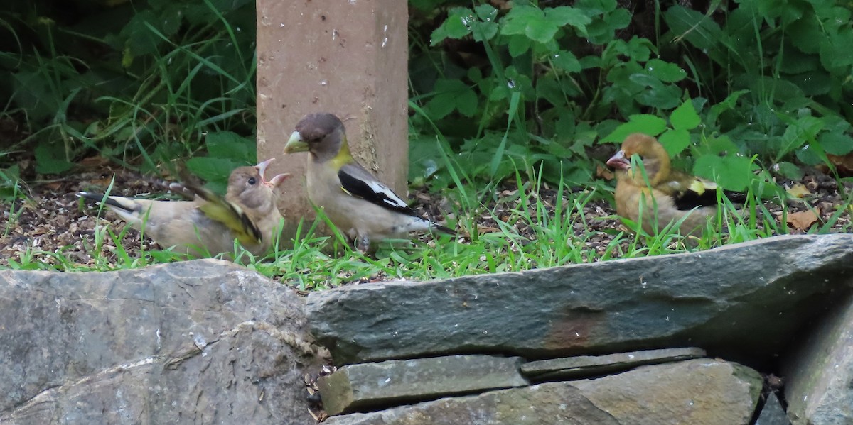 Evening Grosbeak - ML400539761