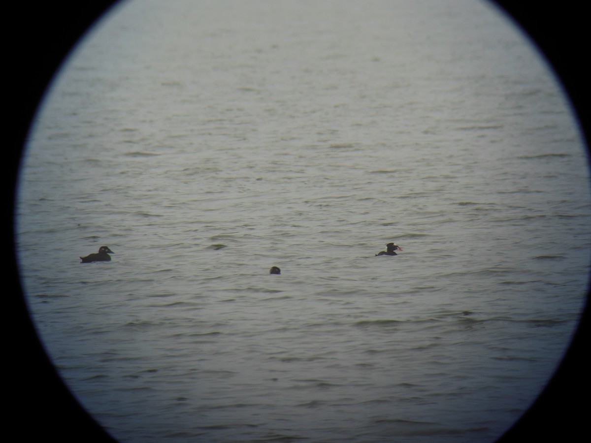 Surf Scoter - ML400539811