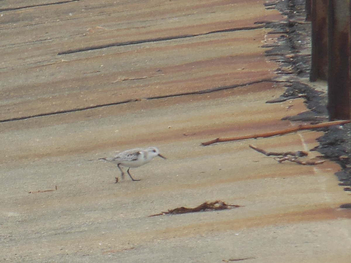 Sanderling - ML400540361