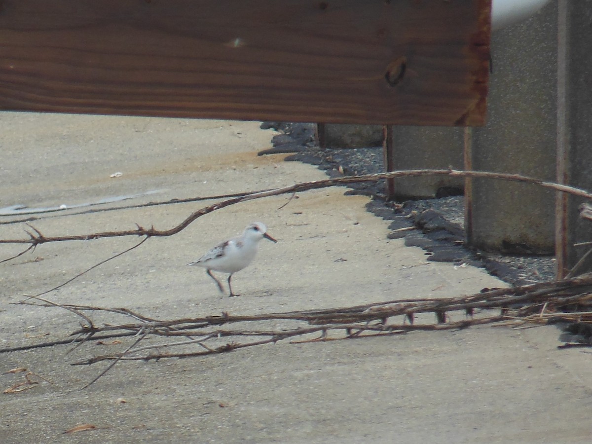 Sanderling - ML400540371