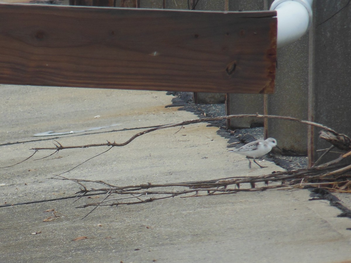 Sanderling - ML400540381