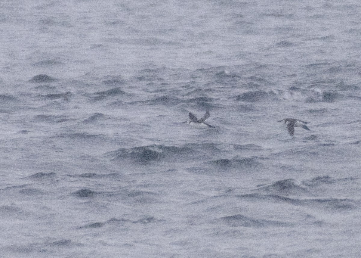 Common Murre - ML400540741