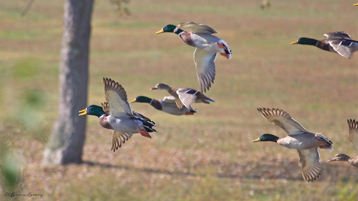 Canard colvert - ML40054121