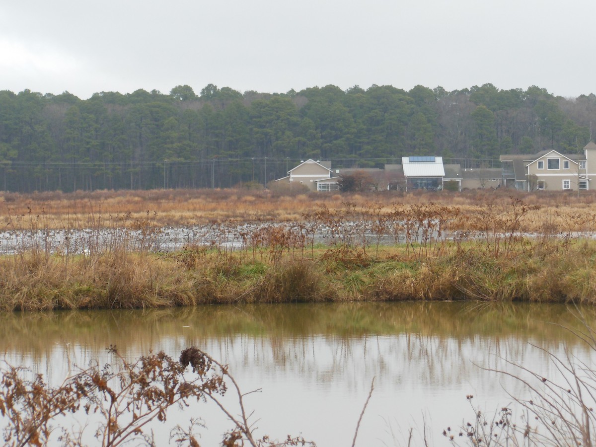 Northern Pintail - ML400541801