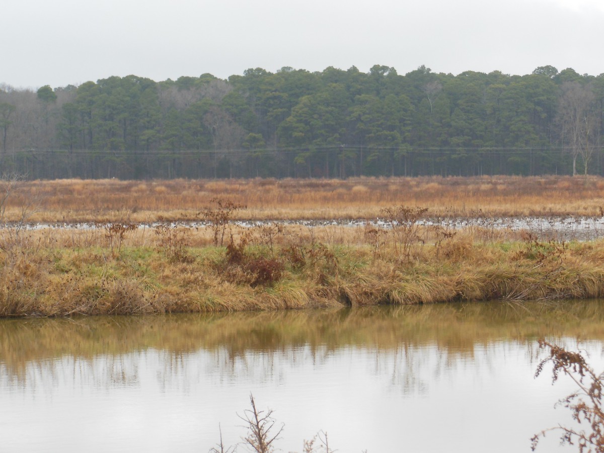 Northern Pintail - ML400541821
