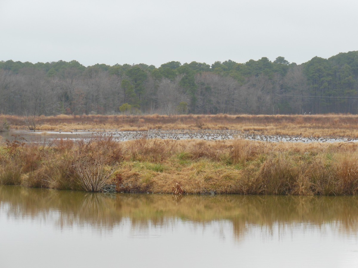 Northern Pintail - ML400541831