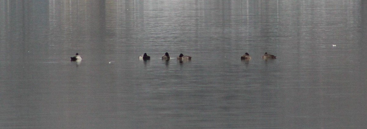 Lesser Scaup - ML400541871