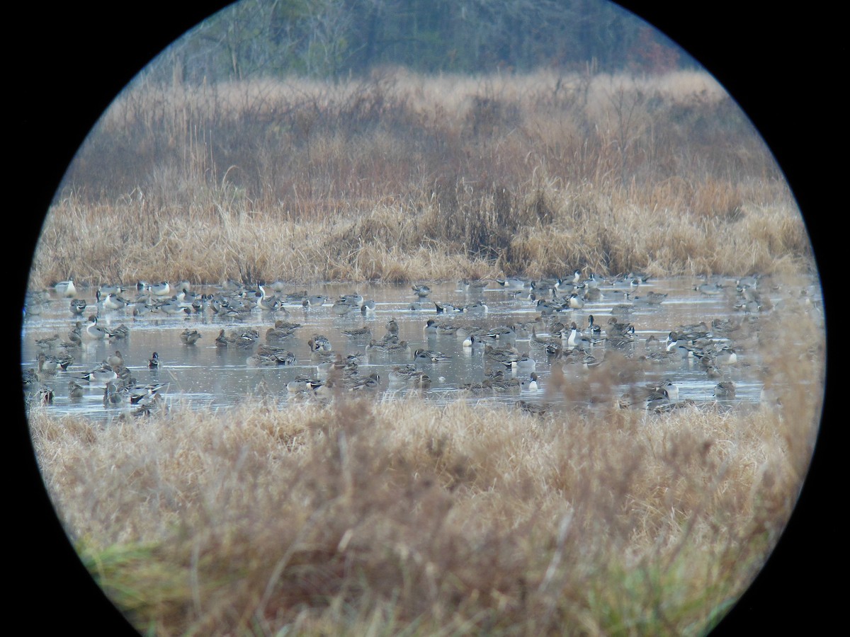 Northern Pintail - ML400541991
