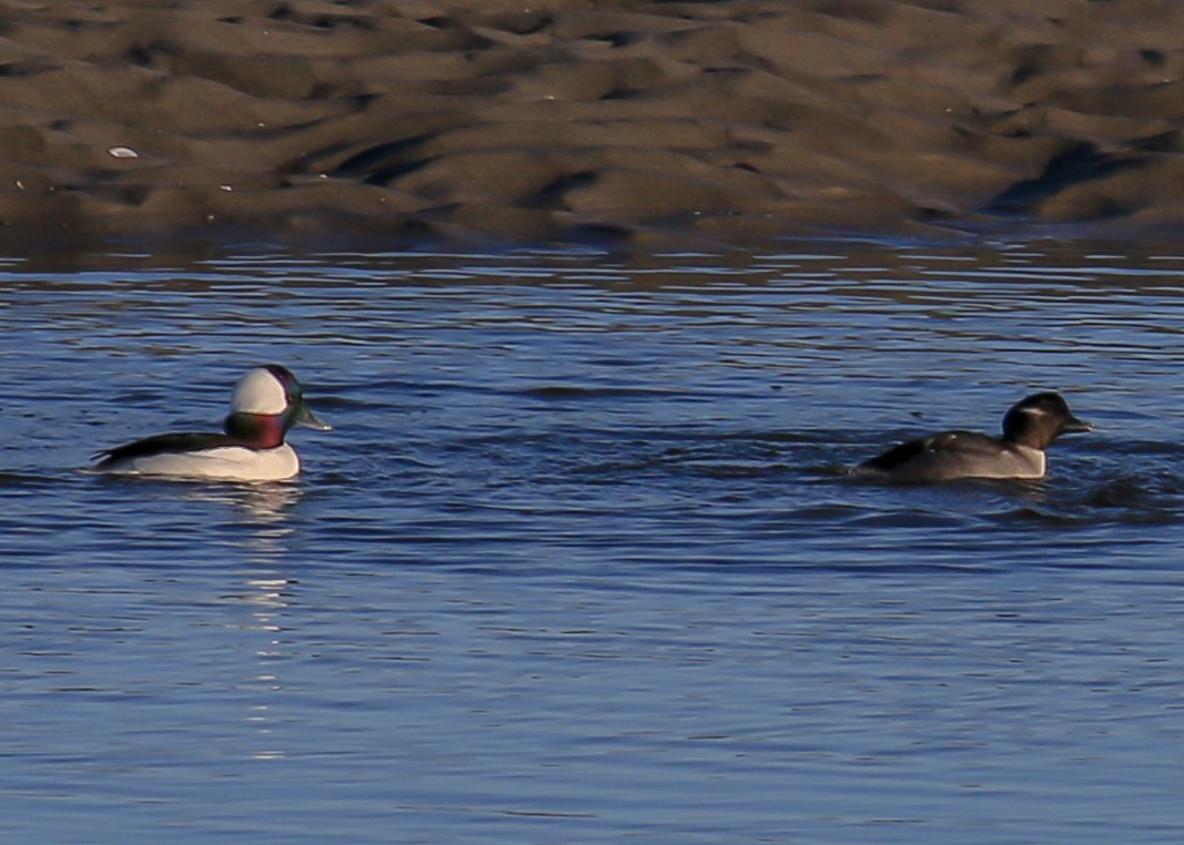 Bufflehead - ML40054201