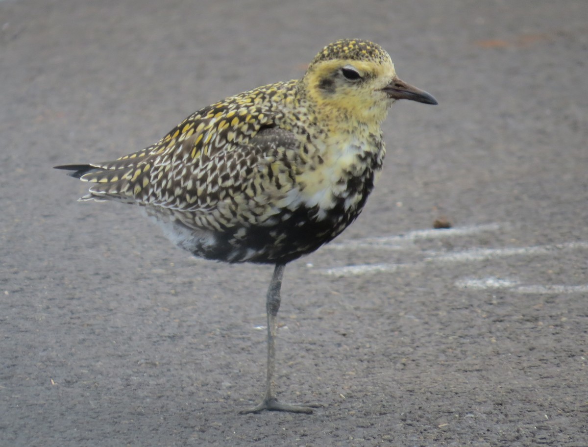 Pacific Golden-Plover - Gayle Dangers-Meusel