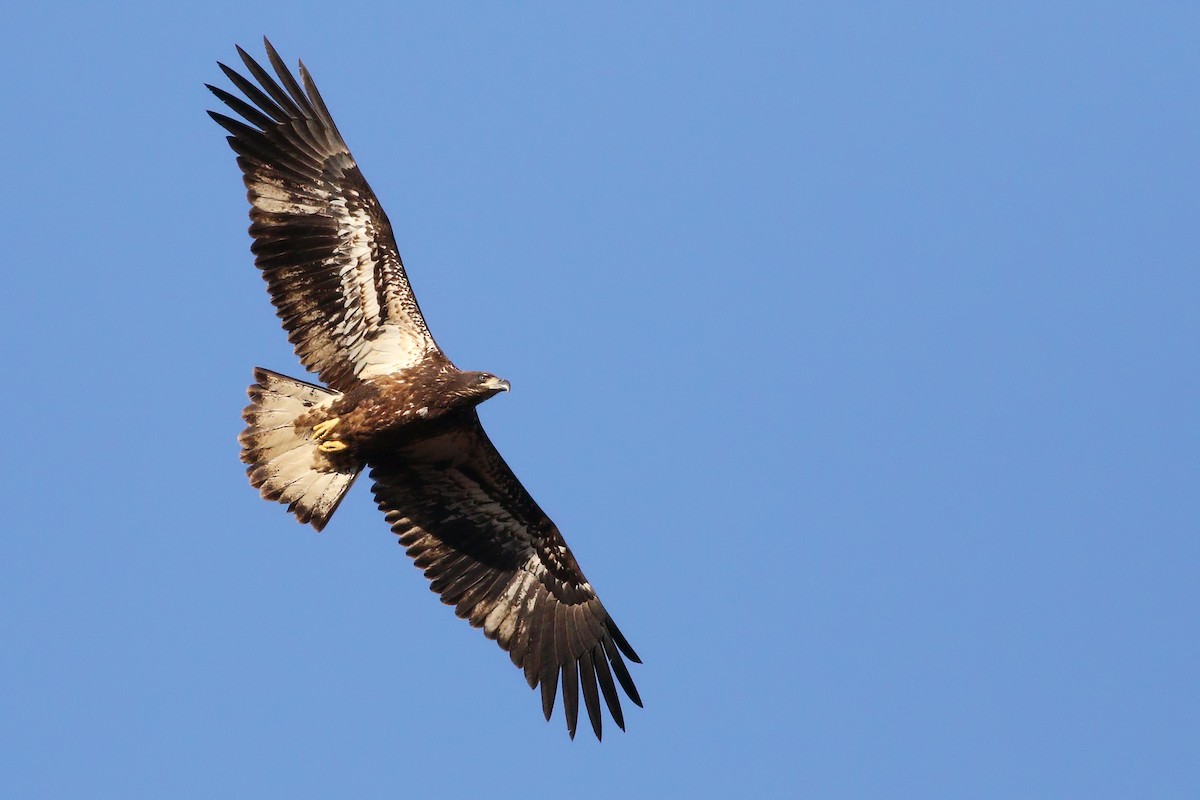 Bald Eagle - ML400543191