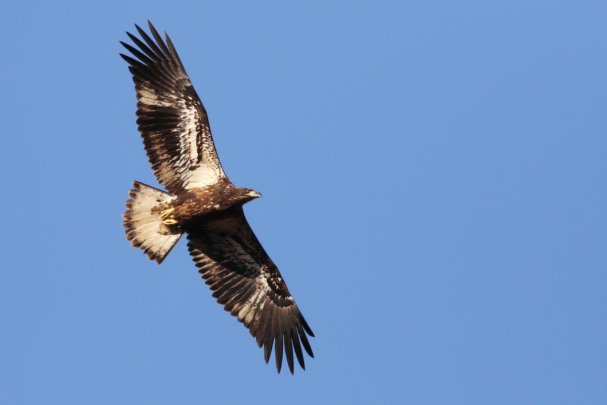 Bald Eagle - ML400543261
