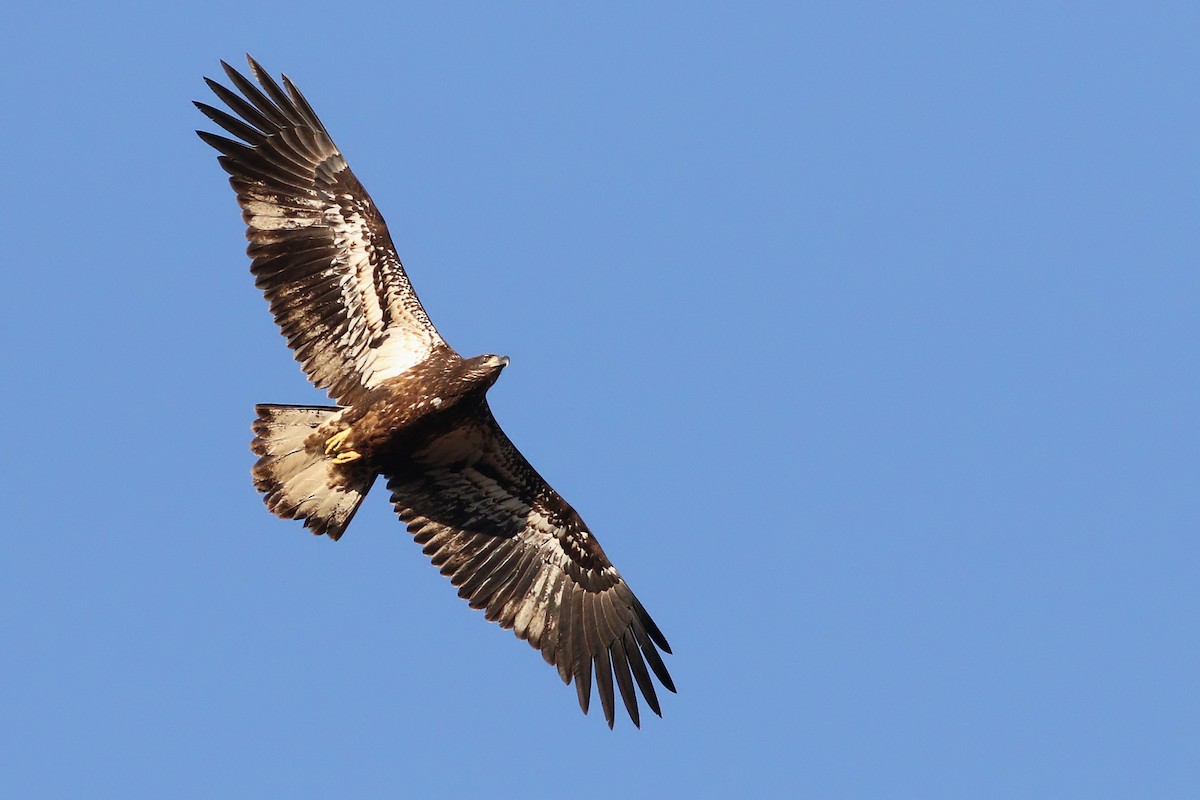 Bald Eagle - ML400543371