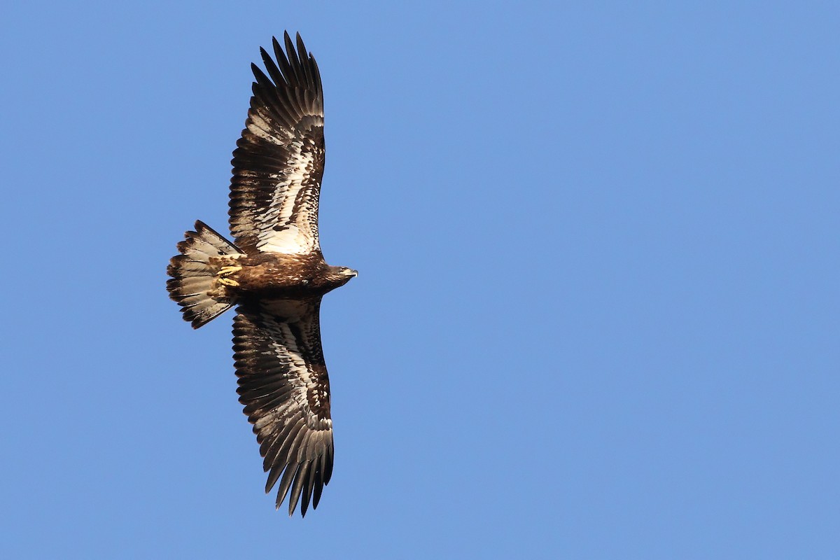 Bald Eagle - ML400543441