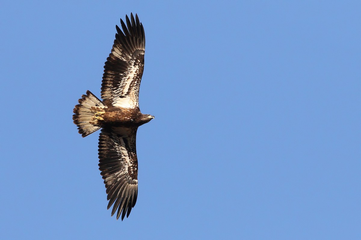Bald Eagle - ML400543501