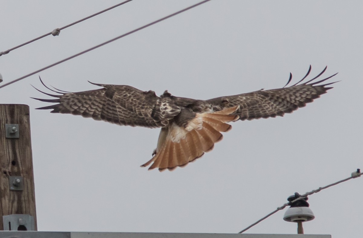 Red-tailed Hawk - ML400544841