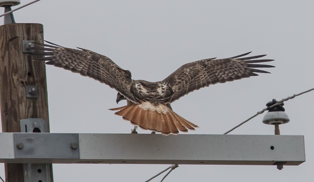 Red-tailed Hawk - ML400544851