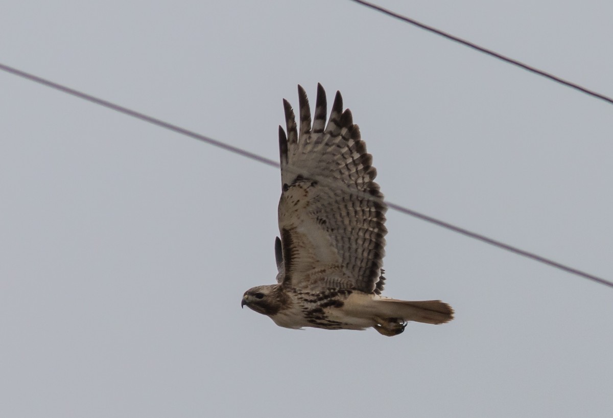 Red-tailed Hawk - ML400544861