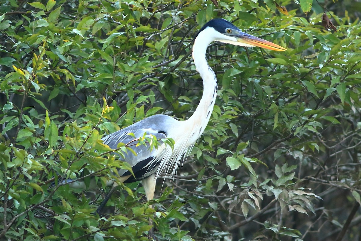 Cocoi Heron - Manfred Bienert