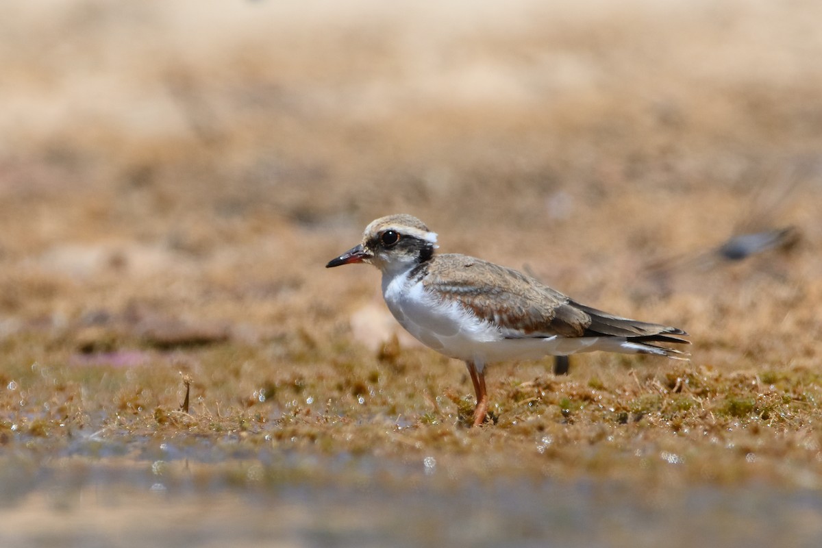 Black-fronted Dotterel - ML400547431
