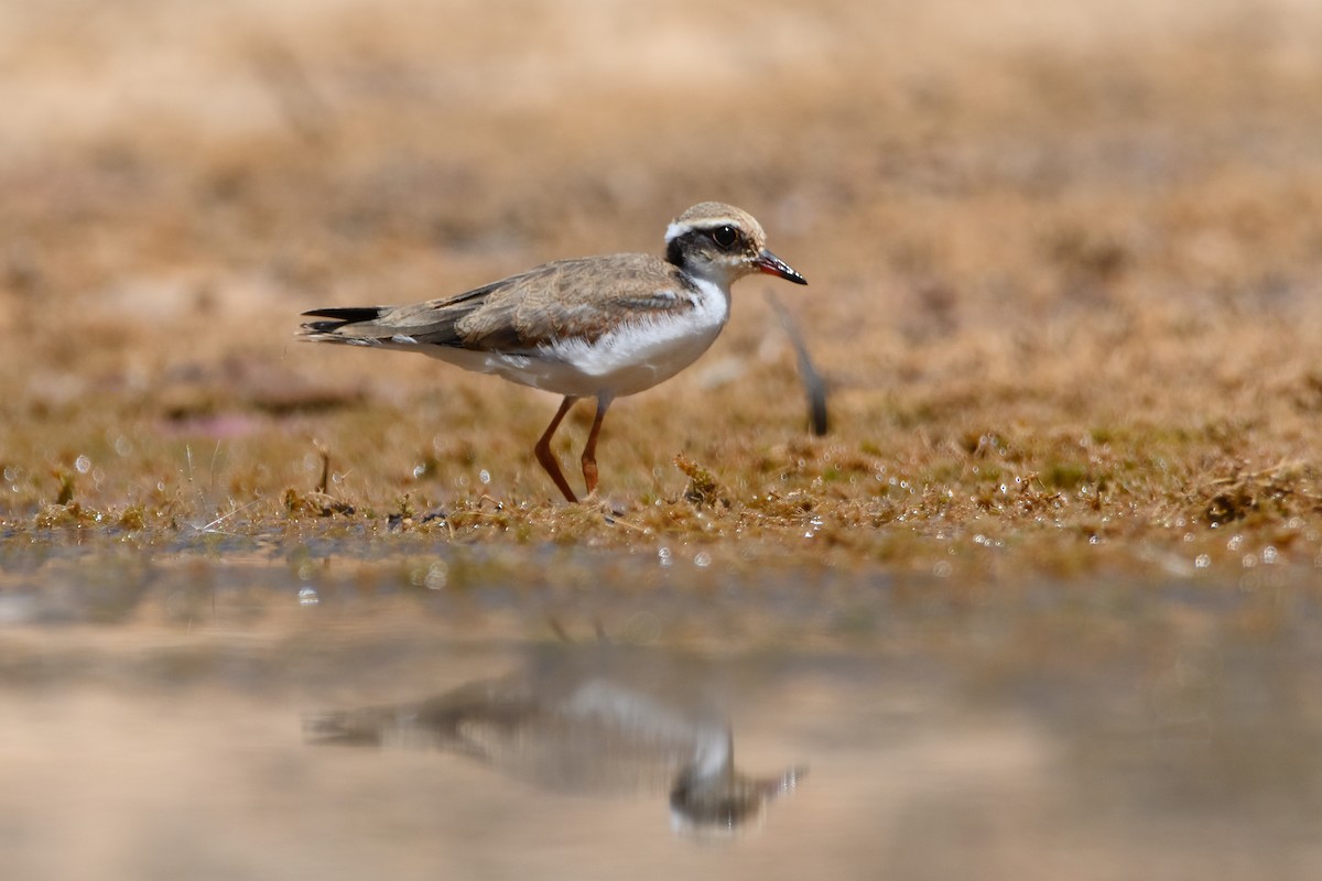 Black-fronted Dotterel - ML400547441