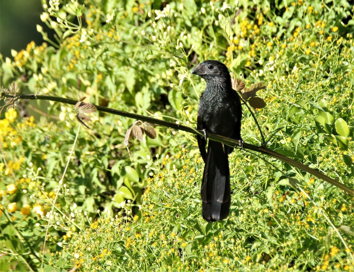 Ani à bec cannelé - ML400550161